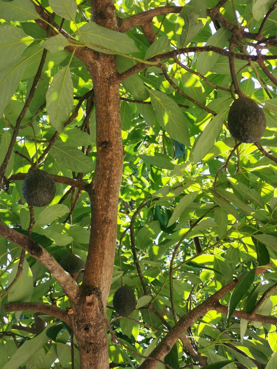 Persea americana